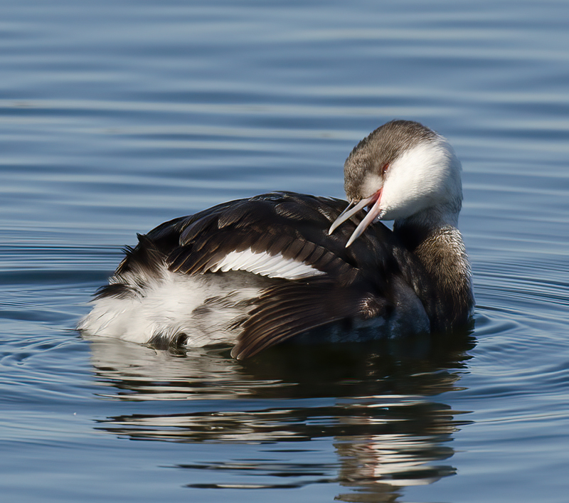 Horned_Grebe_10_CA_010