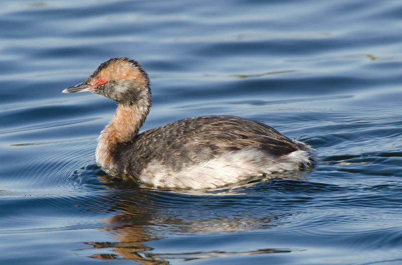 Horned_Grebe_14_CA_005
