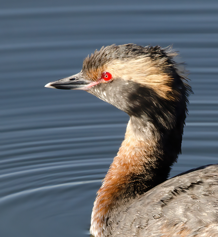 Horned_Grebe_14_CA_019