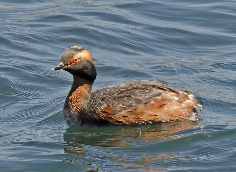 Horned_Grebe_14_CA_022