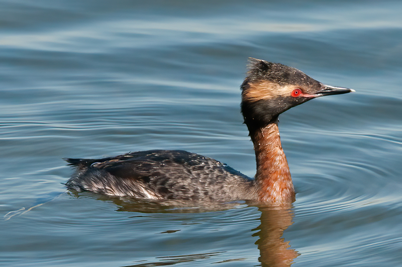 Horned_Grebe_14_CA_065
