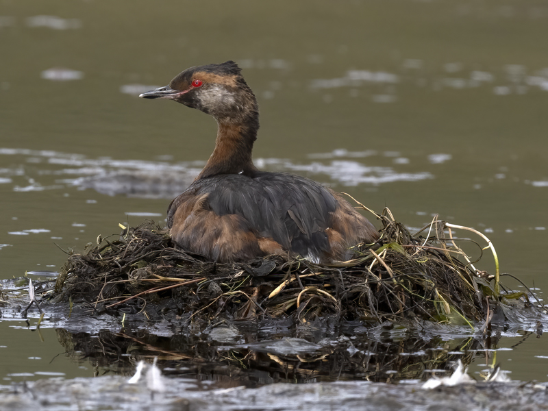 Horned_Grebe_22_Iceland_009