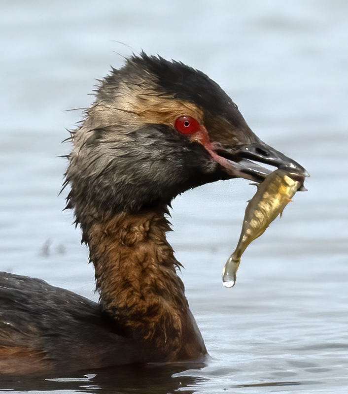 Horned_Grebe_22_Iceland_035
