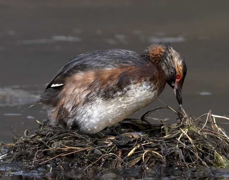 Horned_Grebe_22_Iceland_041