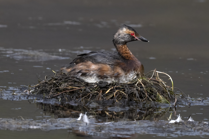 Horned_Grebe_22_Iceland_043