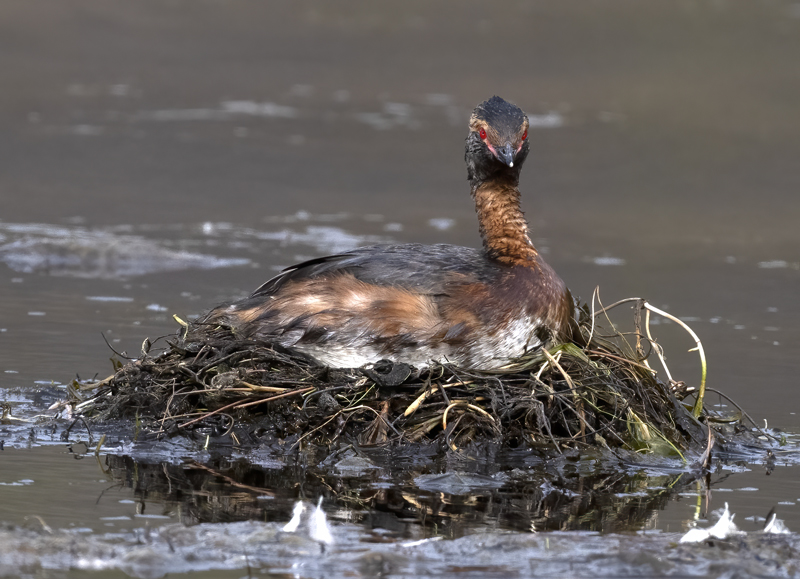 Horned_Grebe_22_Iceland_047