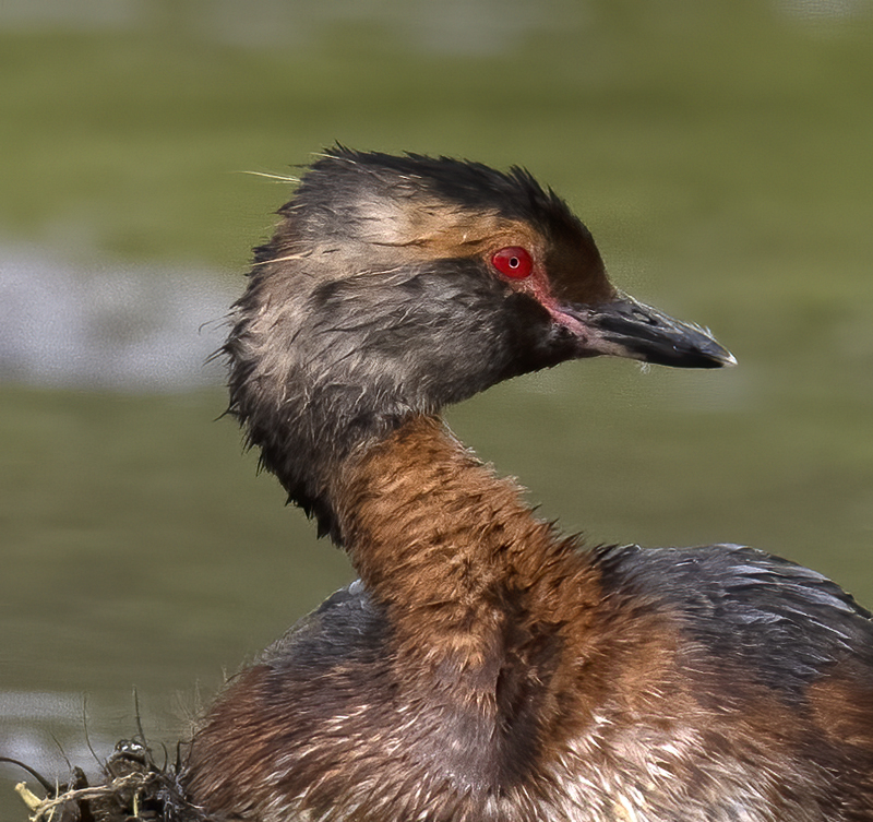 Horned_Grebe_22_Iceland_063