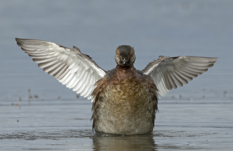 Horned_Grebe_22_Iceland_070