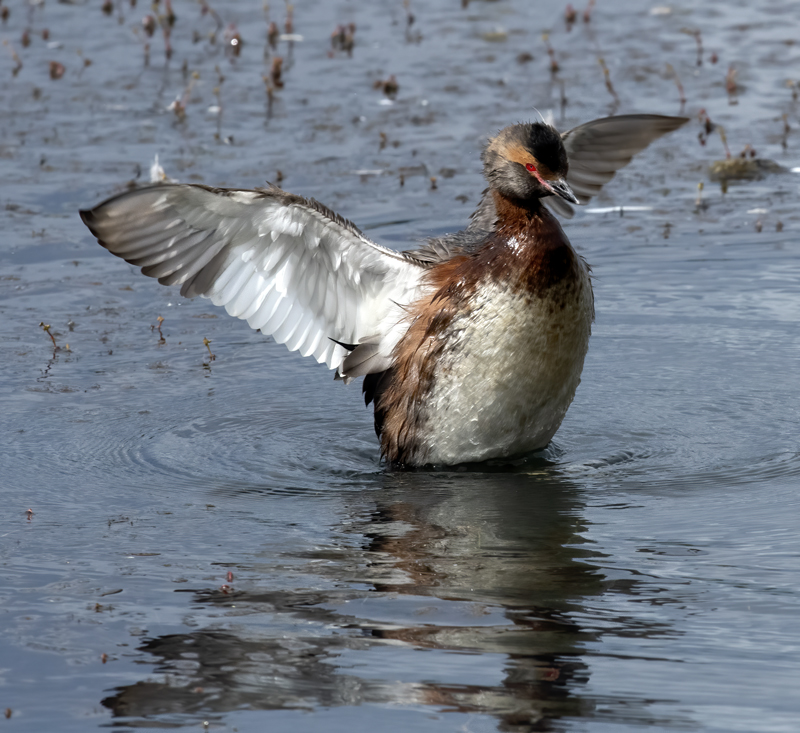 Horned_Grebe_22_Iceland_202