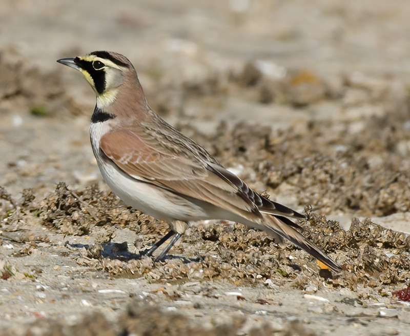 Horned_Lark_11_CA_027