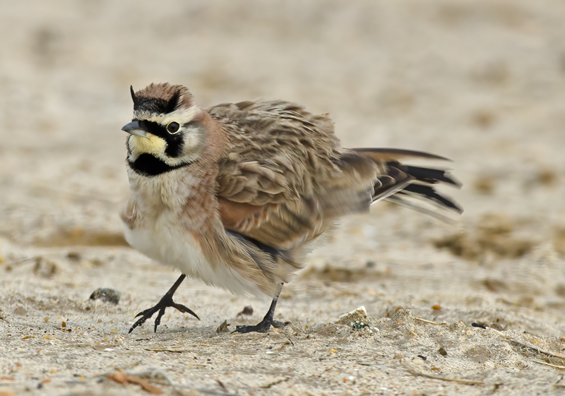Horned_Lark_11_CA_046