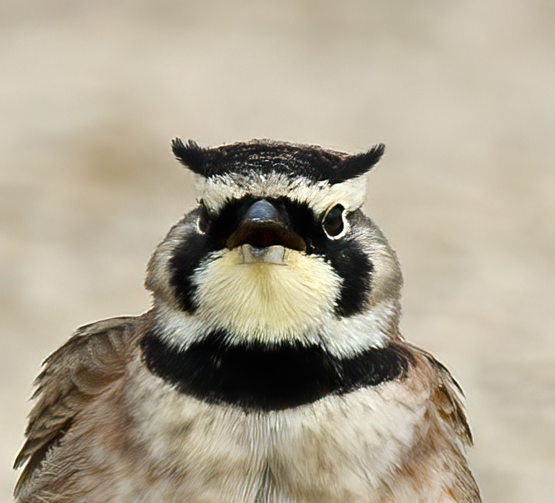 Horned_Lark_11_CA_047