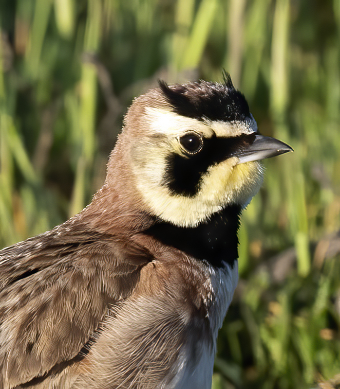 Horned_Lark_21_CA_002