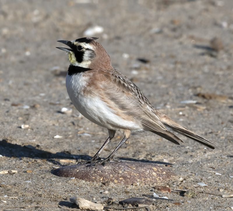 Horned_Lark_21_CA_009