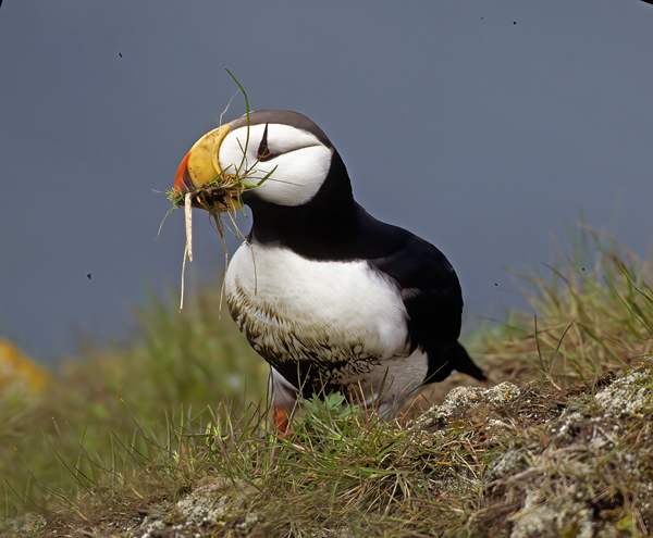 Horned_Puffin_98_AK_003