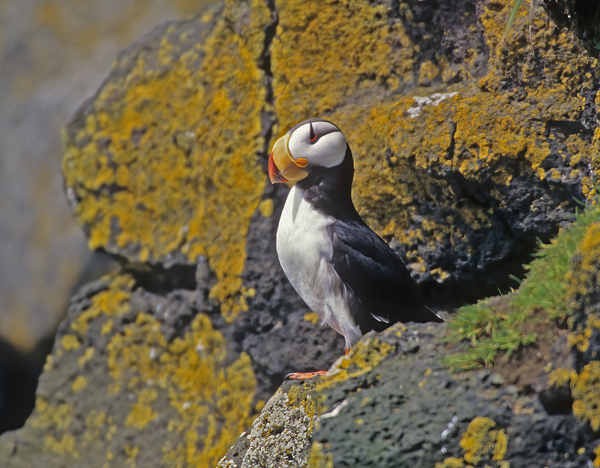 Horned_Puffin_98_AK_007