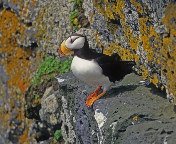 Horned_Puffin_98_AK_008