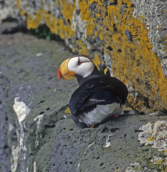 Horned_Puffin_98_AK_009