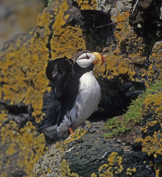 Horned_Puffin_98_AK_013