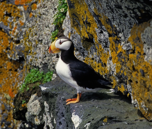 Horned_Puffin_98_AK_014