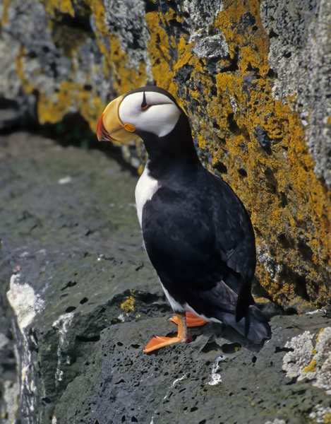 Horned_Puffin_98_AK_017