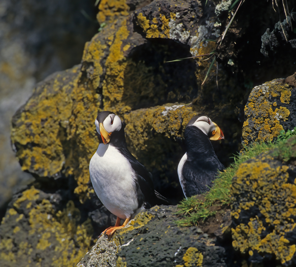 Horned_Puffin_98_AK_021