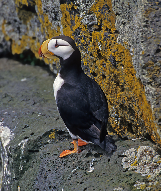 Horned_Puffin_98_AK_024