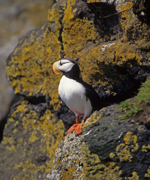 Horned_Puffin_98_AK_025