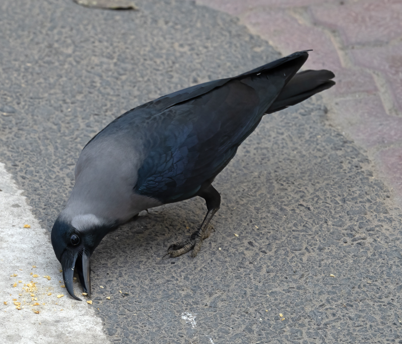 House_Crow_25_India_002