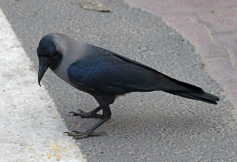 House_Crow_25_India_004