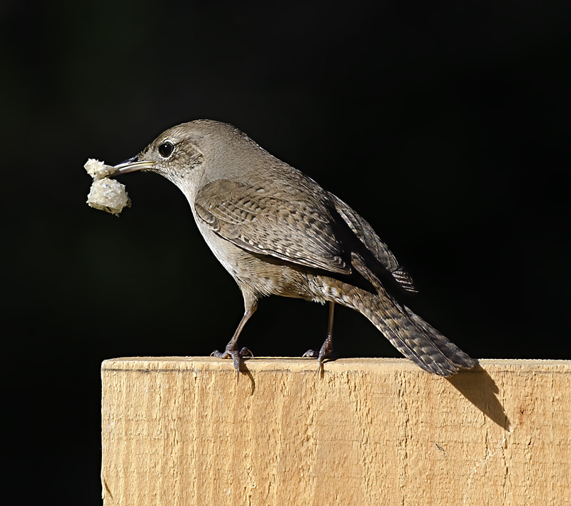 House_Wren_13_CA_022