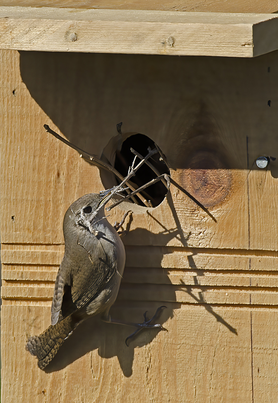House_Wren_13_CA_023