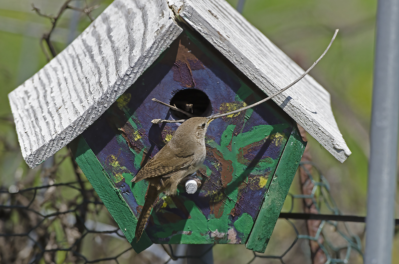 House_Wren_15_CA_003