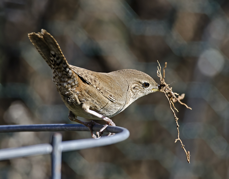 House_Wren_15_CA_009