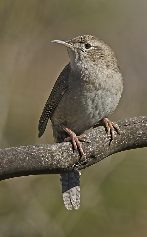 House_Wren_15_CA_012