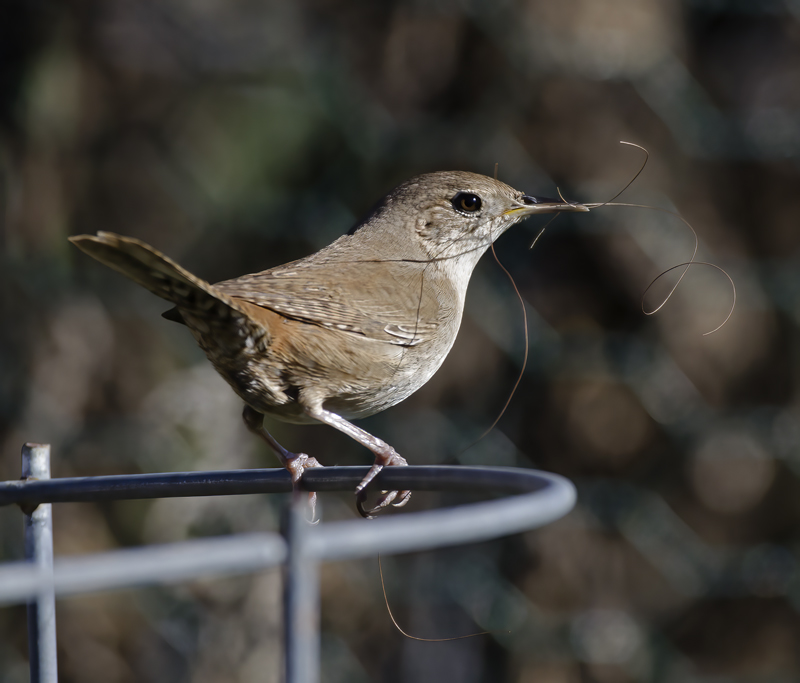 House_Wren_15_CA_034