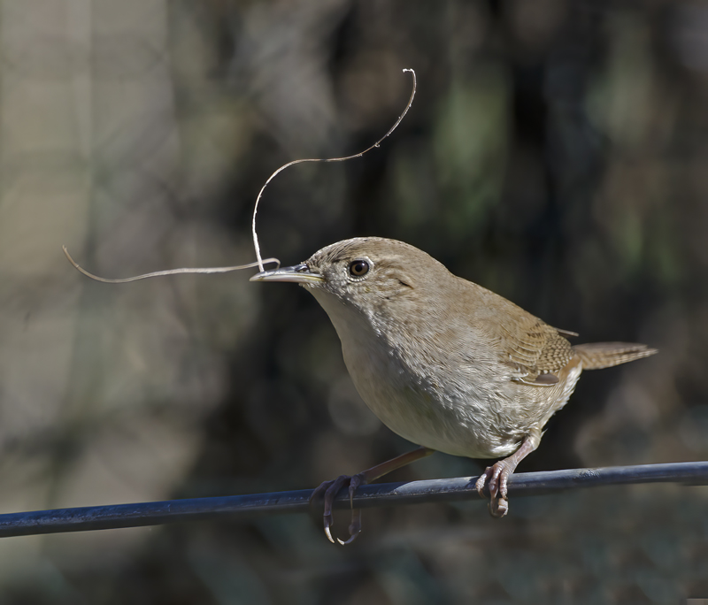 House_Wren_15_CA_039