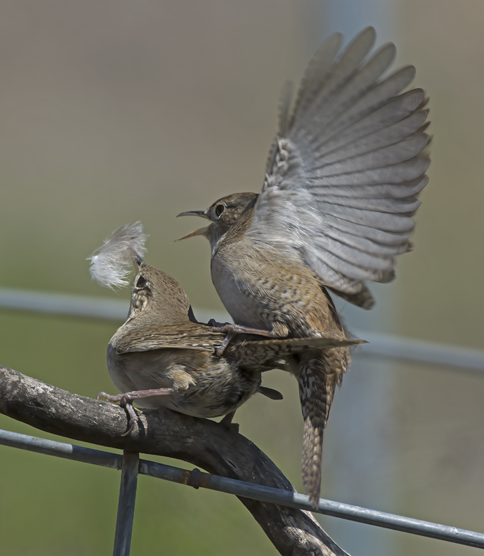 House_Wren_15_CA_046