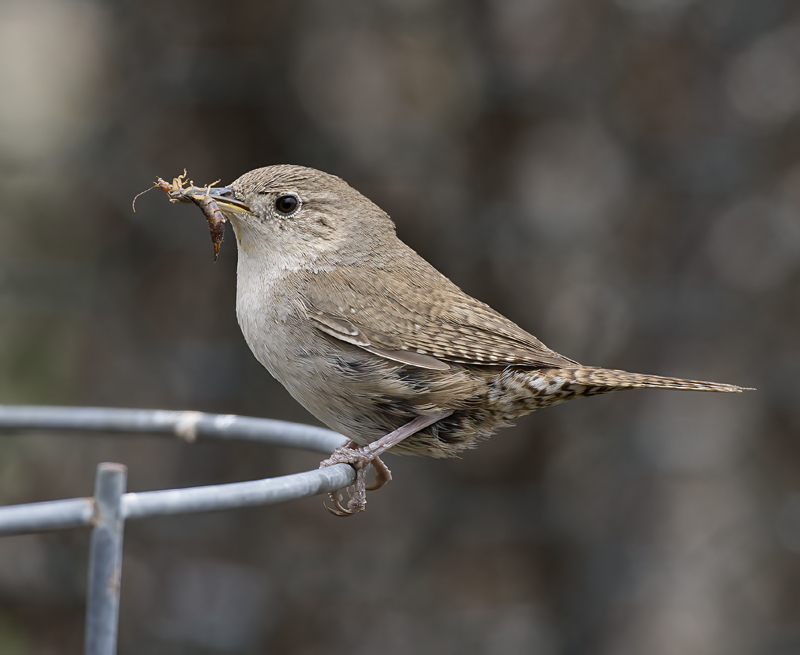 House_Wren_15_CA_065