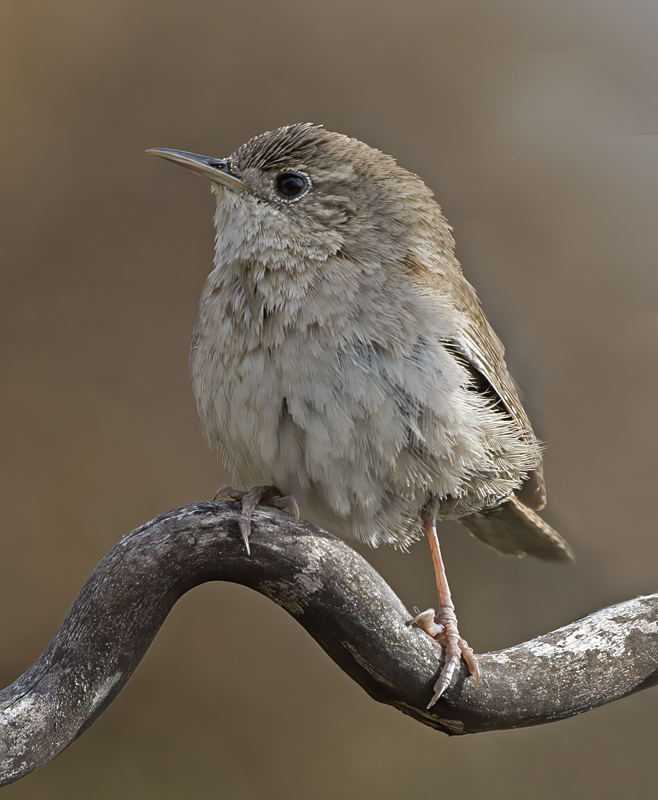 House_Wren_15_CA_094