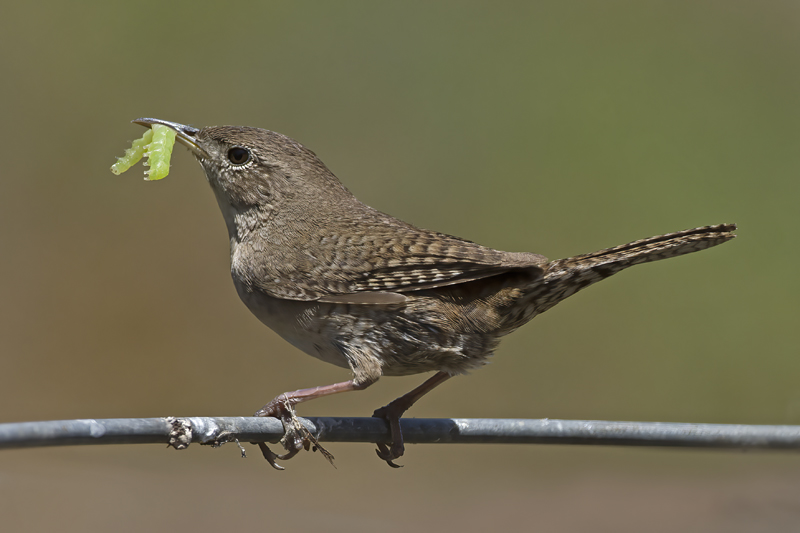House_Wren_15_CA_116