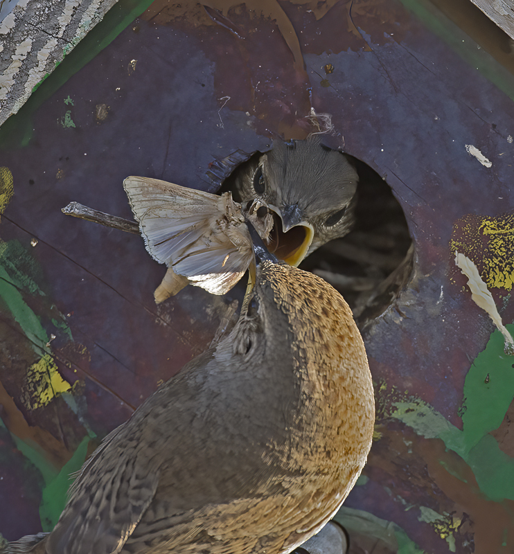 House_Wren_15_CA_132