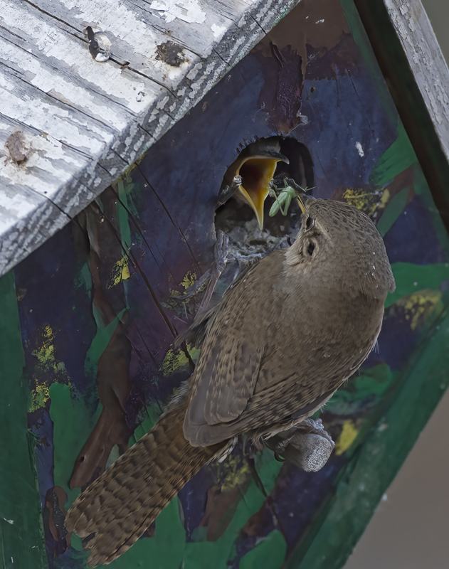 House_Wren_15_CA_142