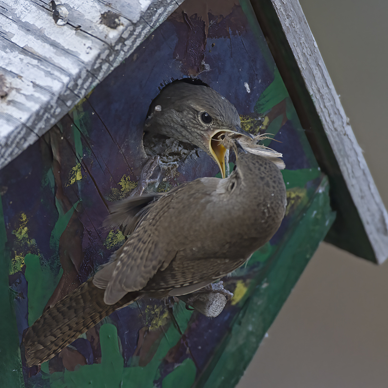 House_Wren_15_CA_146