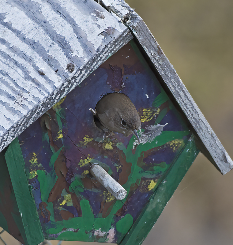 House_Wren_15_CA_148