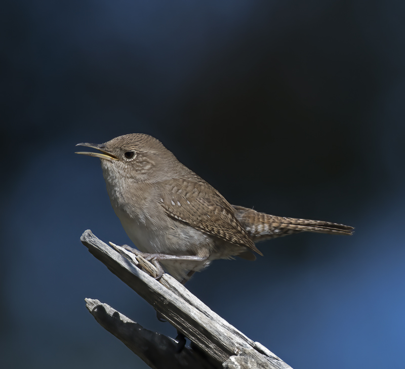 House_Wren_16_CA_017