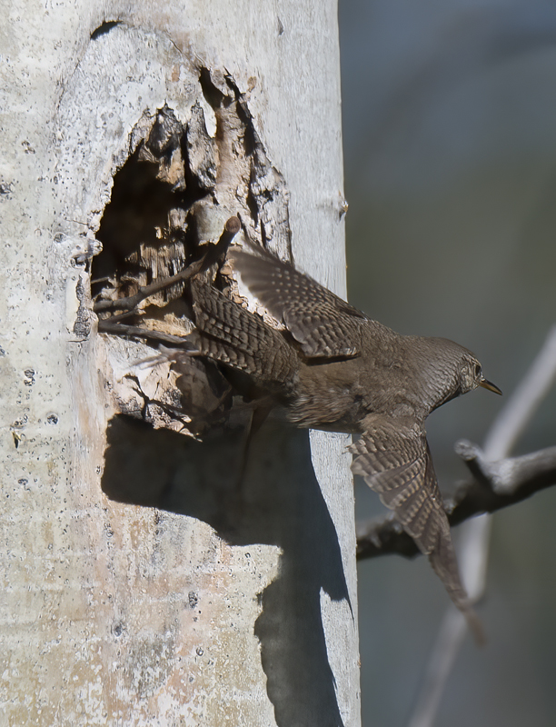 House_Wren_17_OR_001