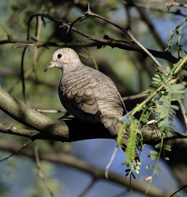 Inca_Dove_14_AZ_009