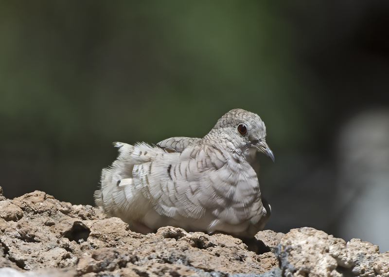 Inca_Dove_15_AZ_001