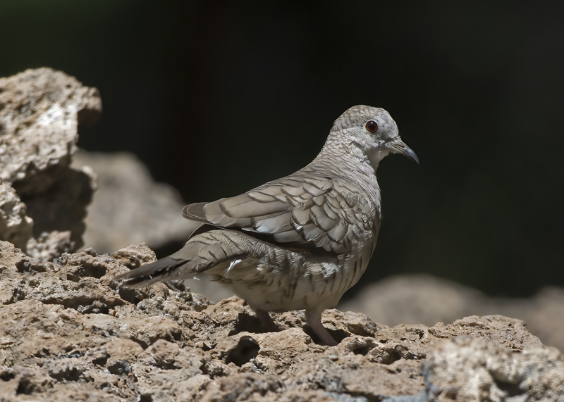 Inca_Dove_15_AZ_003
